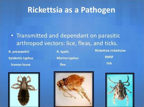 Rickettsial diseases