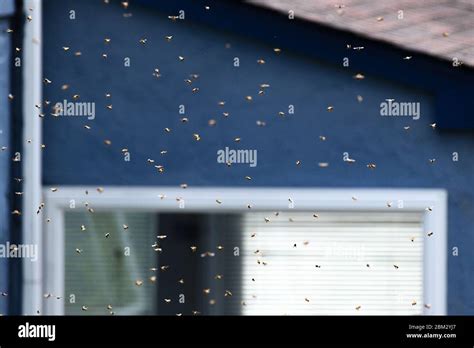 Honey bees swarm flying hi-res stock photography and images - Alamy