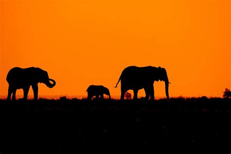 Elephant family sunset Photograph by Roger Brown - Pixels