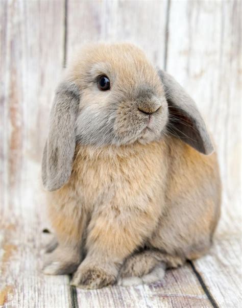 Holland Lop Rabbits For Sale | Riverside, CA #274518