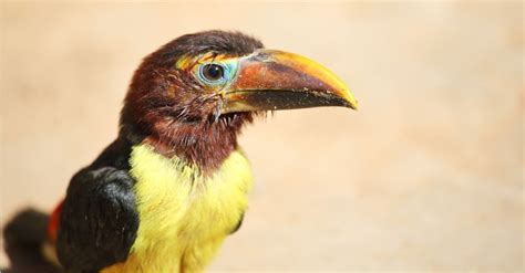 What’s a Baby Toucan Called + 4 More Amazing Facts! - IMP WORLD