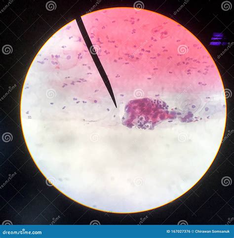 Cells in Reproductive Female Cytology and Histology Concept Stock Illustration - Illustration of ...