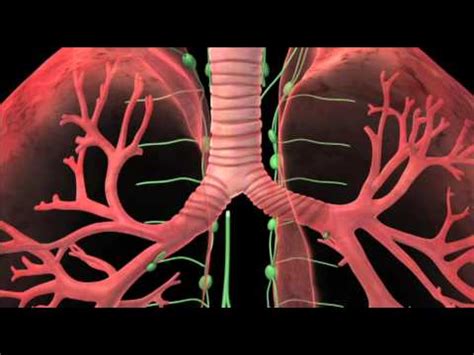 Lung Cancer Treatment Animation | Premier Hematology & Oncology - YouTube