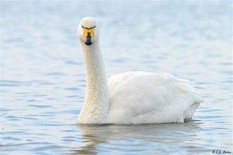 Whooper Swan Page