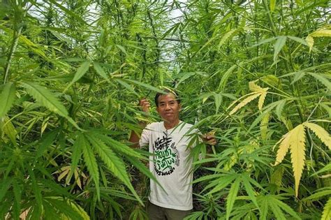 From watermelon to weed: Thai farmers regret switching to cannabis as prices fall | The Star