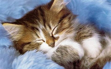 🔥 Free download Cute Kitten Kittens Wallpaper [1280x800] for your ...