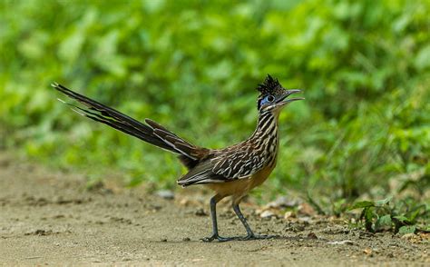 Roadrunner: Meet the Real Bird Behind the Cartoon