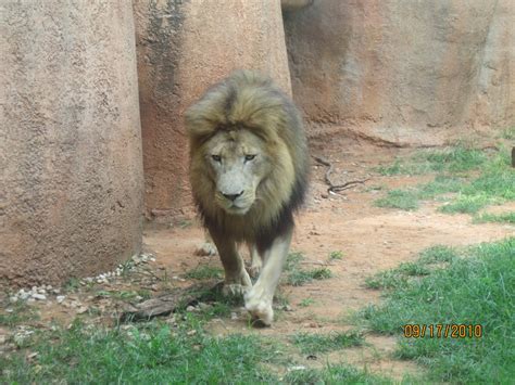 Sew Donna: Oklahoma City Zoo