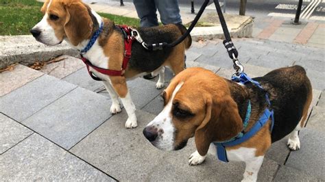 The 7 Best Double Dog Leashes for Walking Two Dogs at Once