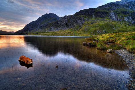 Photos dog United Kingdom Snowdonia Nature Mountains park Lake