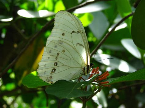 Butterfly-World-Coconut-Creek-FL-008