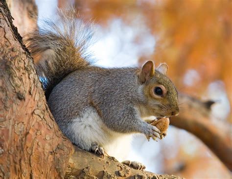 File:Eastern Grey Squirrel in St James's Park, London - Nov 2006 edit.jpg - Wikipedia