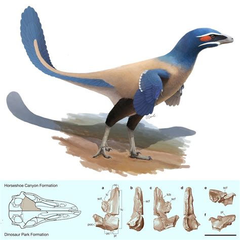 Species New to Science: [Paleontology • 2017] Albertavenator curriei ...