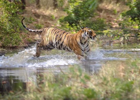 Visit Bandhavgarh National Park, India | Audley Travel