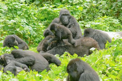 gorilla-family bwindi3 – italianversione