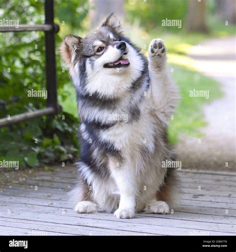 Dog waving paw hi-res stock photography and images - Alamy