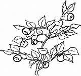 Full Of Vitamin Blueberry Bush Coloring Pages  Best Place To Color sketch template