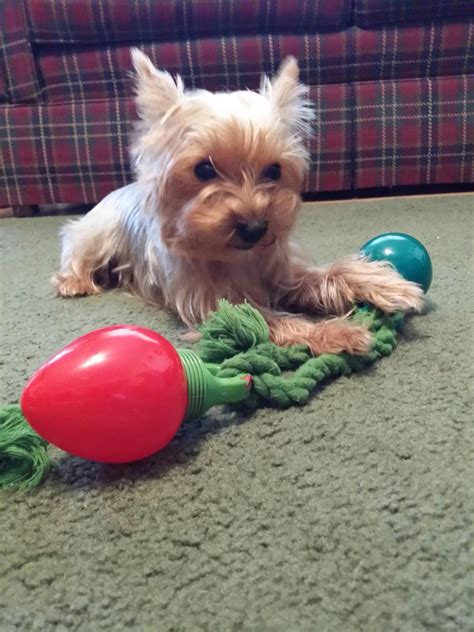 Awh you wanna play?? #yorkie | Yorkie, Pepper potts, Dogs