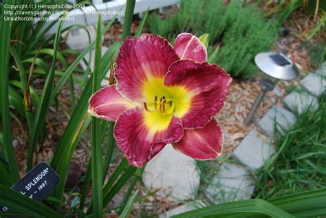 PlantFiles Pictures: Daylily 'Imperial Splendor', 1 by Hemophobic