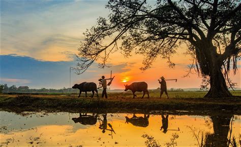 Những Hình Ảnh Làng Quê Việt Nam Yên Bình Đến Lạ