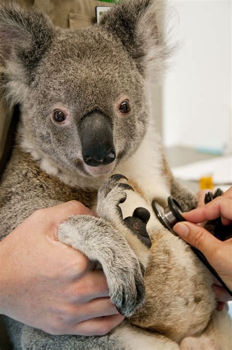 Currumbin Wildlife Sanctuary Hospital | Wildlife sanctuary, Wildlife, Koala