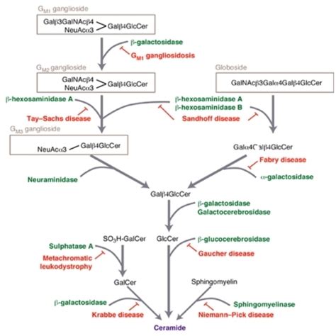 1.4: Glycolipids - Physics LibreTexts