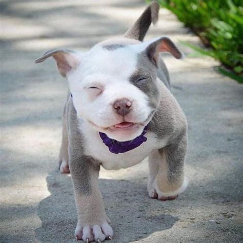 Caption this ... | Puppies, Pitbulls, Pitbull dog