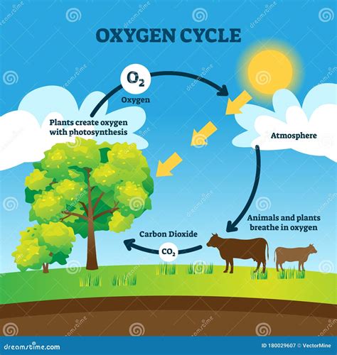 Simple Diagram Of The Oxygen Cycle