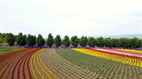 Tomita Farm Hokkaido: tappeto dei fiori e dei colori | Viaggiamo