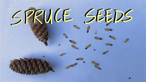 Harvesting Spruce Tree Seeds - How To - YouTube