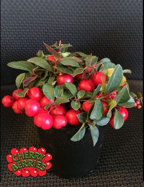 Cherry Berries ™ Wintergreen — Raintree Nursery