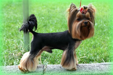 Yorkshire Terrier or Yorkie | Australian Dog Lover