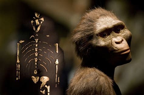 CSI Stone Age: Scientists discover how ancient human ancestor Lucy died -691715