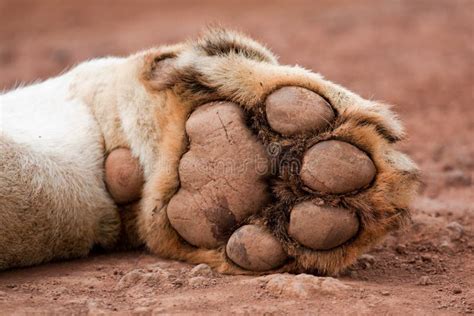 Lion's Paw stock image. Image of wild, dirt, resting - 20855213