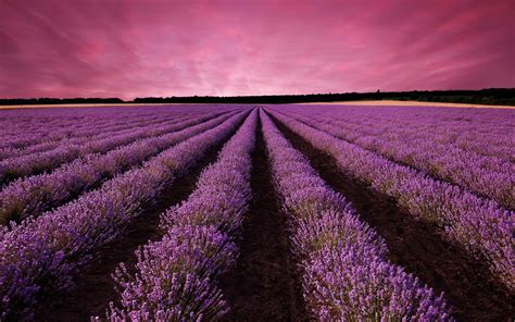 Die 67+ Besten Lavendel Hintergrundbilder