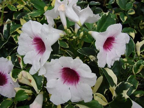 Pandorea jasminoides variegata – Muchea Tree Farm