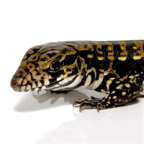 Argentine Tegu Morph & Hybrid List - Pets With Scales