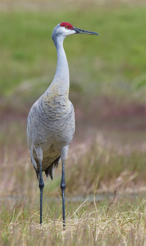 Sandhill Crane in China - Shanghai Birding 上海观鸟