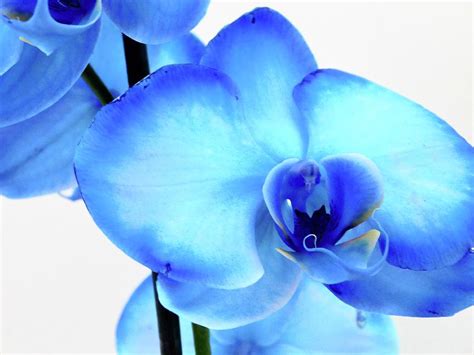 Mother's Day Orchids III - 2022 Photograph by Arlane Crump - Fine Art ...