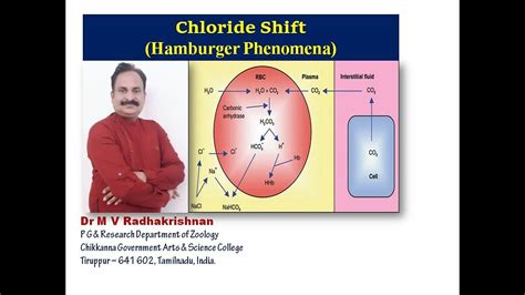 Chloride Shift / Hamburger Phenomenon / Transport of Carbon dioxide - YouTube