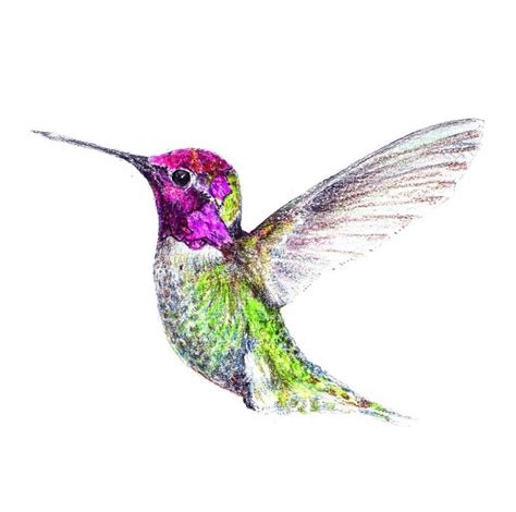 Hummingbird Drawing 69280 | Watercolor hummingbird, Hummingbird painting, Hummingbird drawing