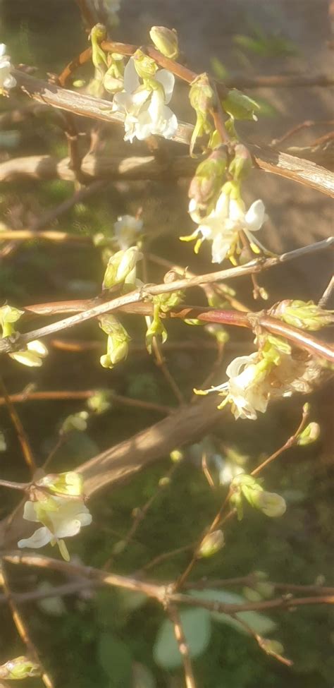 Winter Honeysuckle - Wykeham Mature Plants