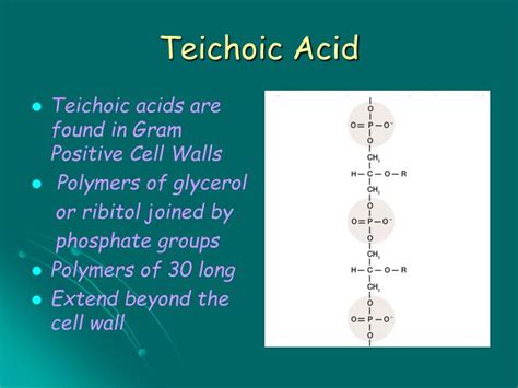 PPT - Prokaryote Cell Structure and Function PowerPoint Presentation - ID:254583