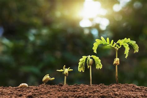 HELPING STUDENTS BUILD A GROWTH MINDSET Bonsai, Crescendo, Permaculture, Garden Beds, Garden ...