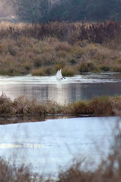 Beak of the Week: Winter is welcomed by trumpeter swan fanfare | The ...