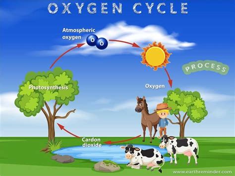 Simple Oxygen Cycle