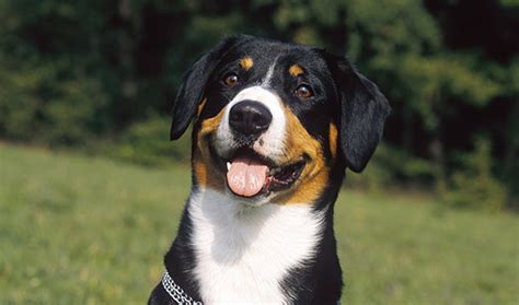 Entlebucher Mountain Dog Breed Information - Vetstreet | Vetstreet