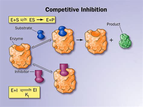 Enzyme Inhibitor Examples