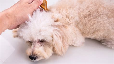 How to treat dog dandruff