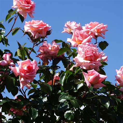 Compassion - South Pacific Roses